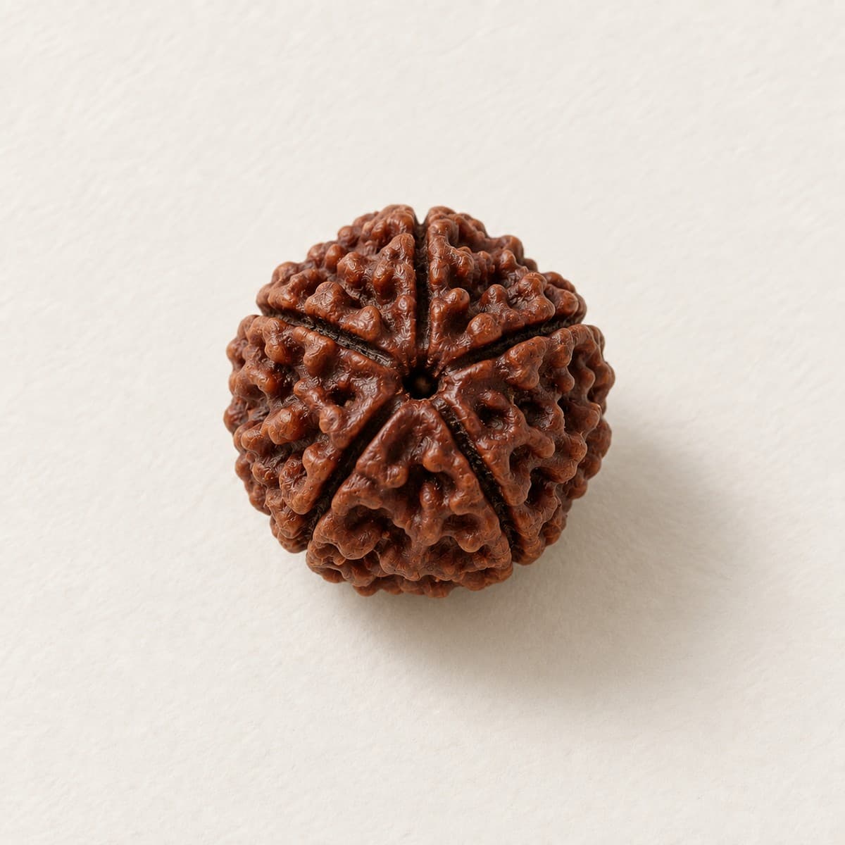 5 Mukhi Nepali Rudraksha
